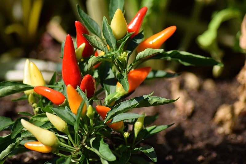 Mexican Chilies