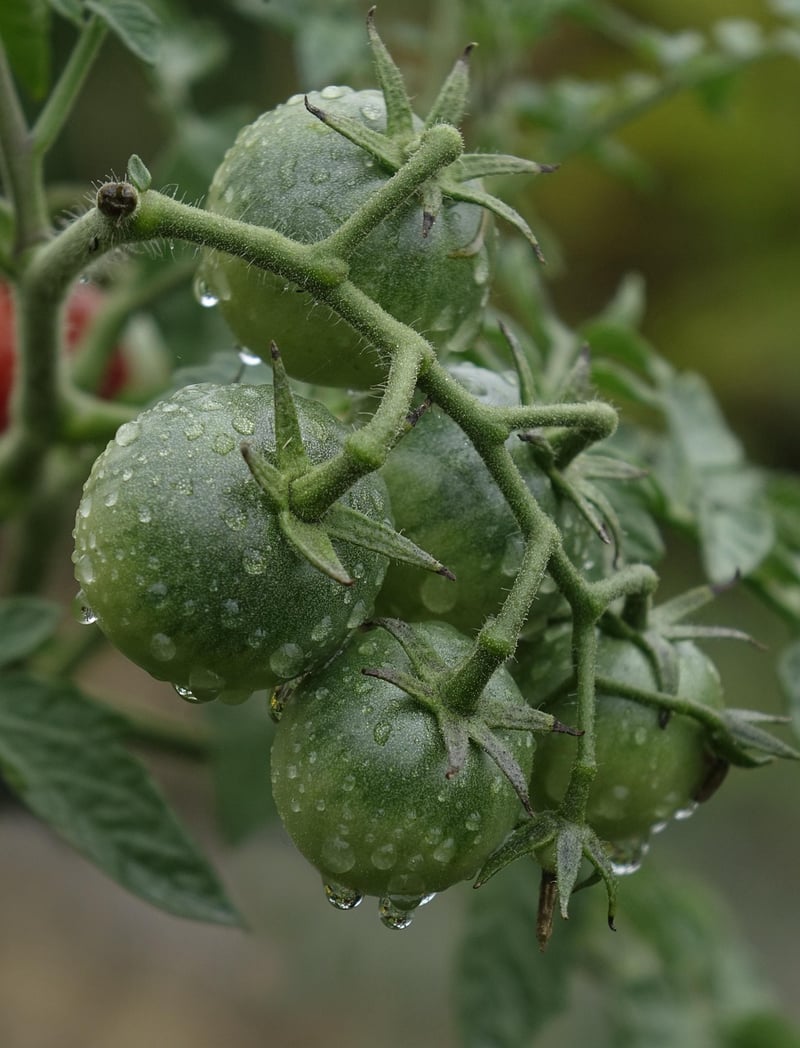 La Tomatina